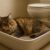 Litter Box Training: Essential Tips for Cat Care Success