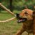 Hemp Leashes for Dogs: Durable Strength for Every Adventure
